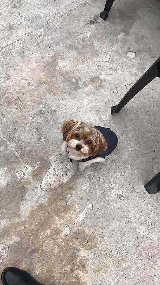 Isco joined the competition — help win amazing prizes! canidae, carnivore, cavachon, chinese_imperial_dog, cockapoo, companion_dog, dog, dog_breed, flooring, havanese, lhasa_apso, mal_shi, mammal, morkie, non_sporting_group, puppy, rare_breed_dog, shih_tzu, sporting_group, toy_dog