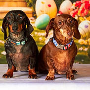 Shelby Et Mousse a rejoint le concours — aidez-le/la à gagner de superbes lots ! dogs, dachshund, pets, canine, animal, two_dogs, sitting, portrait, collars, leashes, black_dog, brown_dog, garden, flowers, balloons, outdoor, grass, colorful, front_view, photography