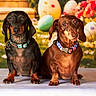 dogs, dachshund, pets, canine, animal, two_dogs, sitting, portrait, collars, leashes, black_dog, brown_dog, garden, flowers, balloons, outdoor, grass, colorful, front_view, photography