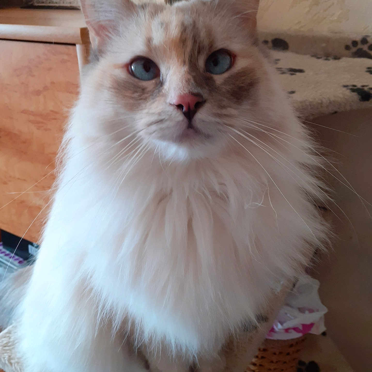 Blanca a rejoint le concours — aidez-le/la à gagner de superbes lots ! abyssinian, angora, animal, architecture, basket, cat, chair, couch, furniture, hardwood, homedecor, indoors, interiordesign, kitten, linen, manx, pet, plywood, siamese, wood