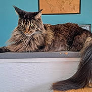 Twist a rejoint le concours — aidez-le/la à gagner de superbes lots ! avocado, blue_wall, cat, countertop, decor, feline, fluffy, fruit_crate, glass_bottle, household_items, indoor, long_tail, maine_coon, mango, package, pet, portrait, relaxed, wall_art, wooden_map