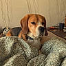beagle, bed, blanket, brown, calm, canine, collar, cozy, cup, dog, domestic, furniture, indoor, nightstand, patterned_blanket, pet, resting, table, wall, white