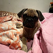 Cash is registered to the contest to win money with this photo: puppy, dog, pug, bed, blanket, pink, orange, indoor, pet, cute, animal, fur, face, ears, nose, paw, resting, cozy, young, looking