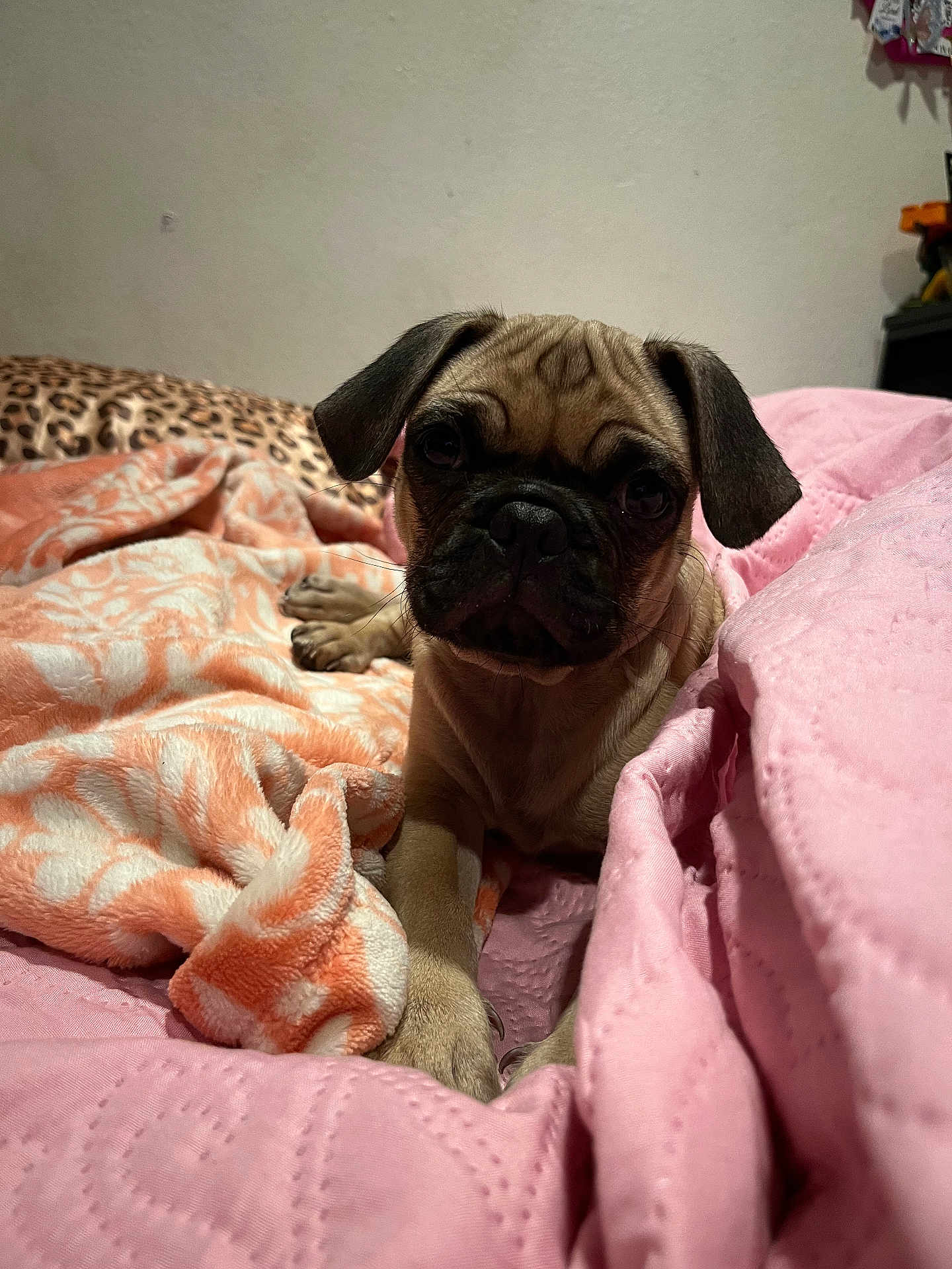 Cash is registered to the contest to win money with this photo: puppy, dog, pug, bed, blanket, pink, orange, indoor, pet, cute, animal, fur, face, ears, nose, paw, resting, cozy, young, looking