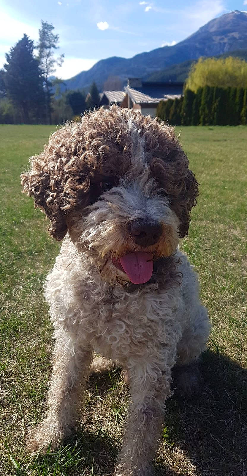 Idefix a rejoint le concours — aidez-le/la à gagner de superbes lots ! canidae, carnivore, companion_dog, dog, dog_breed, dog_collar, giant_dog_breed, grass, mountain, non_sporting_group, plant, poodle, sky, snout, sporting_group, terrier, toy_dog, tree, water_dog, working_dog