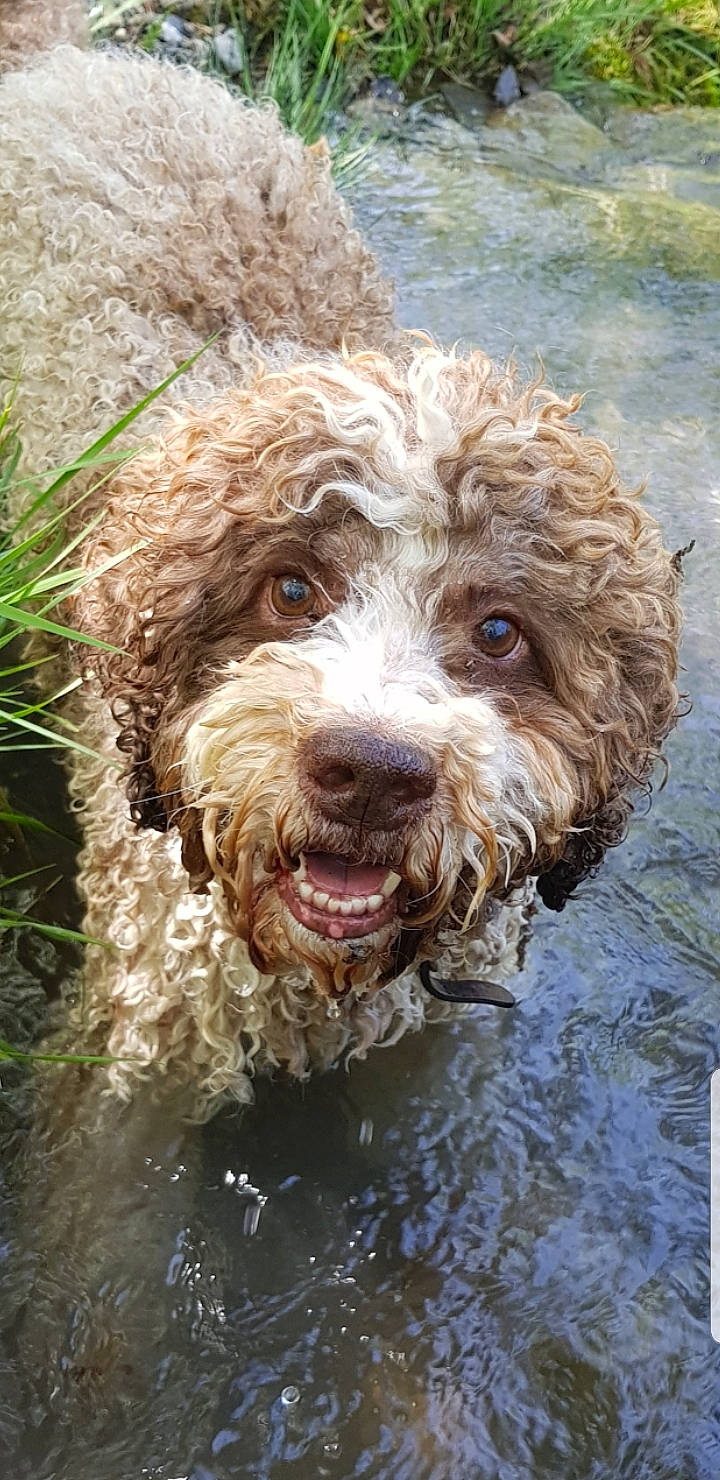 Idefix participe au concours pour gagner de l'argent avec cette photo : carnivore, companion_dog, dog, dog_breed, gun_dog, labradoodle, liver, plant, poodle, snout, soil, sporting_group, terrier, water, water_dog, working_animal