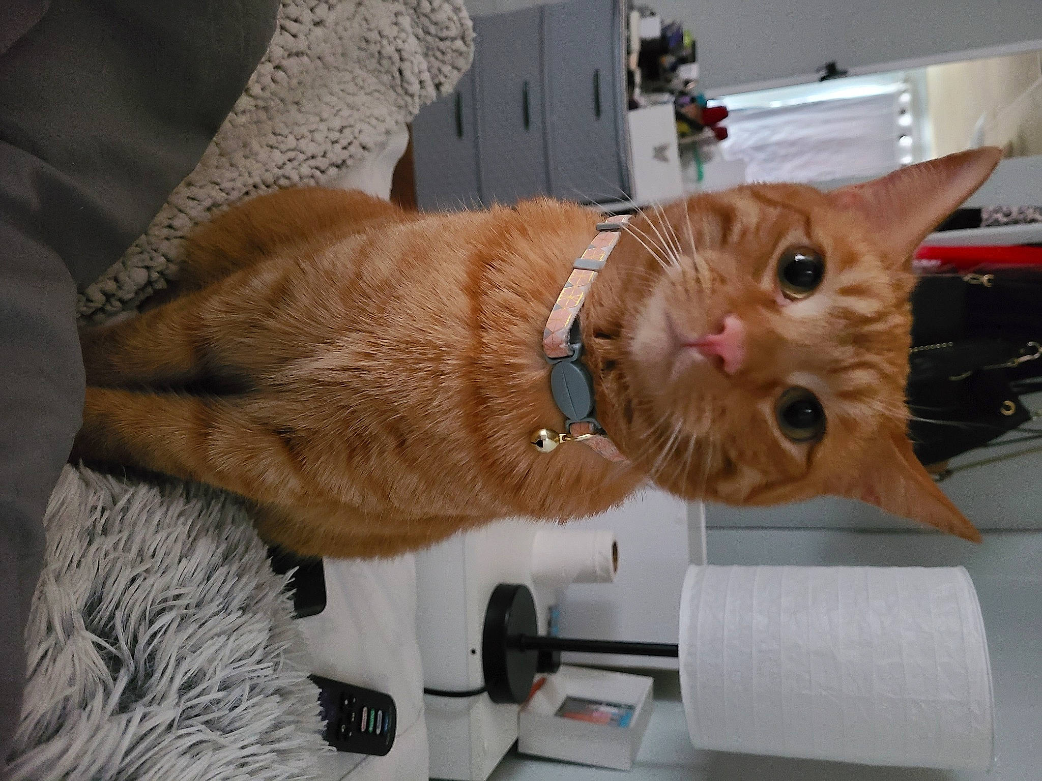 Leo is registered to the contest to win money with this photo: carnivore, cat, claw, collar, comfort, domestic_short_haired_cat, fawn, felidae, fur, gesture, paw, small_to_medium_sized_cats, snout, tail, whiskers