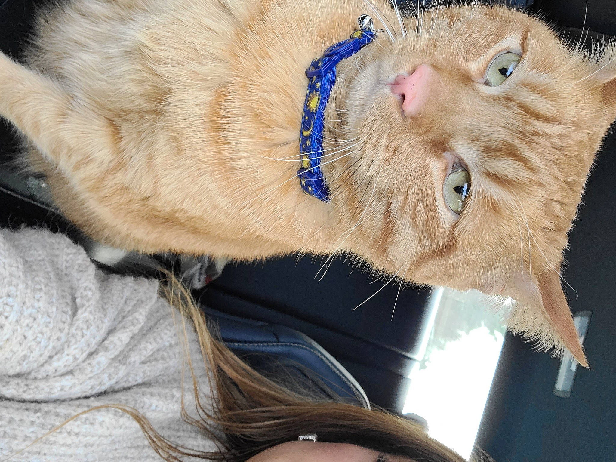 Leo is registered to the contest to win money with this photo: cap, carnivore, cat, claw, collar, domestic_short_haired_cat, ear, electric_blue, fashion_accessory, fawn, felidae, fur, fur_clothing, paw, small_to_medium_sized_cats, snout, tail, whiskers, winter, wrinkle