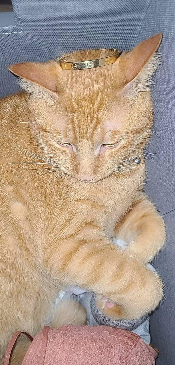 Leo is registered to the contest to win money with this photo: carnivore, cat, claw, close_up, domestic_short_haired_cat, ear, eye, fawn, felidae, fur, gesture, liver, paw, small_to_medium_sized_cats, snout, tail, terrestrial_animal, whiskers, wildlife, wrinkle