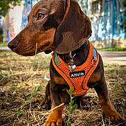 Biscotte a rejoint le concours — aidez-le/la à gagner de superbes lots ! dog, dachshund, brown_dog, pet, animal, outdoor, sitting, harness, orange_harness, collar, bell, tag, short_haired, floppy_ears, long_snout, grass, ground, city, buildings, portrait