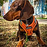 dog, dachshund, brown_dog, pet, animal, outdoor, sitting, harness, orange_harness, collar, bell, tag, short_haired, floppy_ears, long_snout, grass, ground, city, buildings, portrait