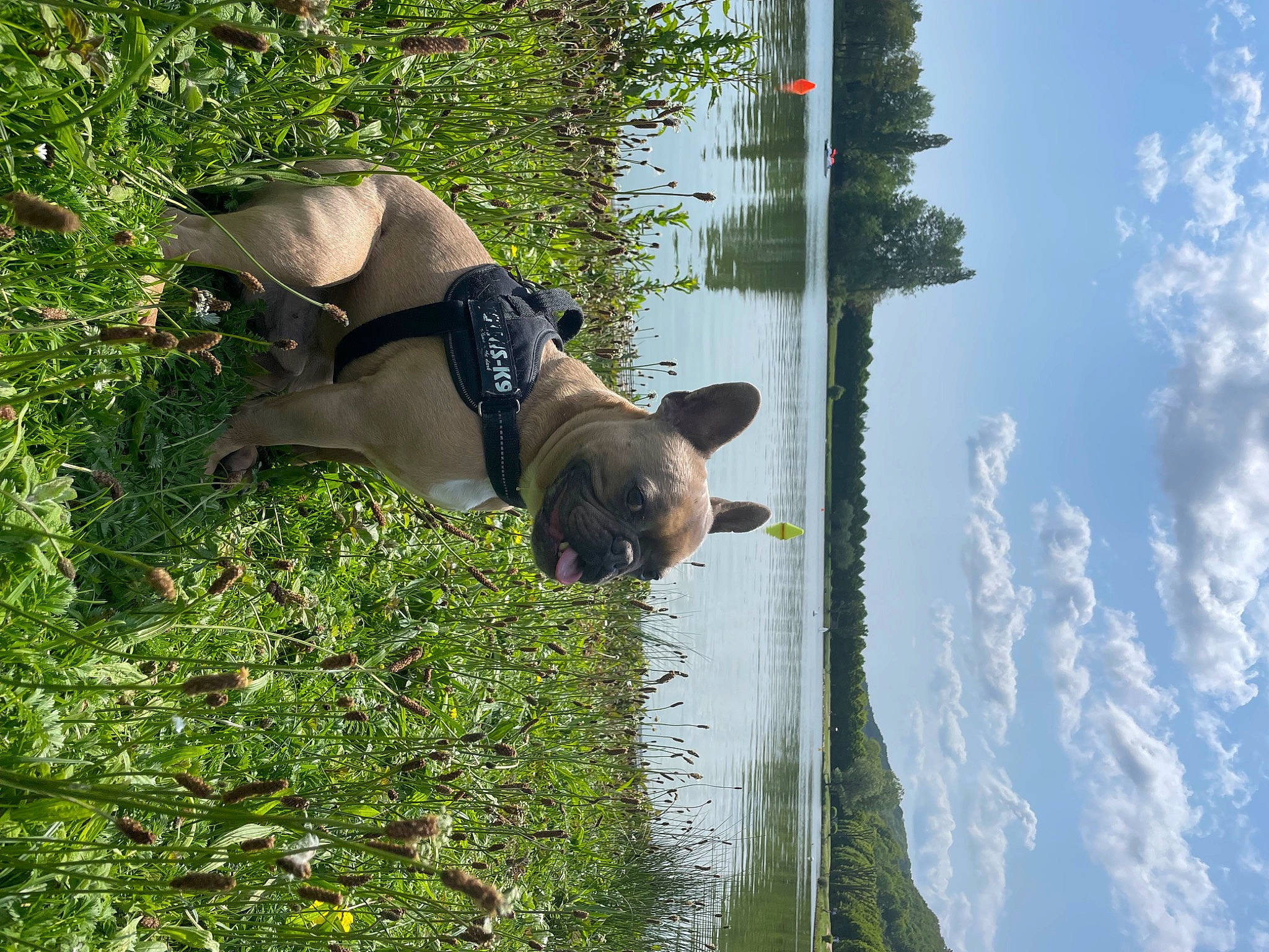 Bouba a rejoint le concours — aidez-le/la à gagner de superbes lots ! biome, carnivore, cloud, cumulus, dog, dog_breed, grass, leisure, plant, pole, reflection, sculpture, shrub, sky, sporting_group, tail, tree, trunk, water, working_animal