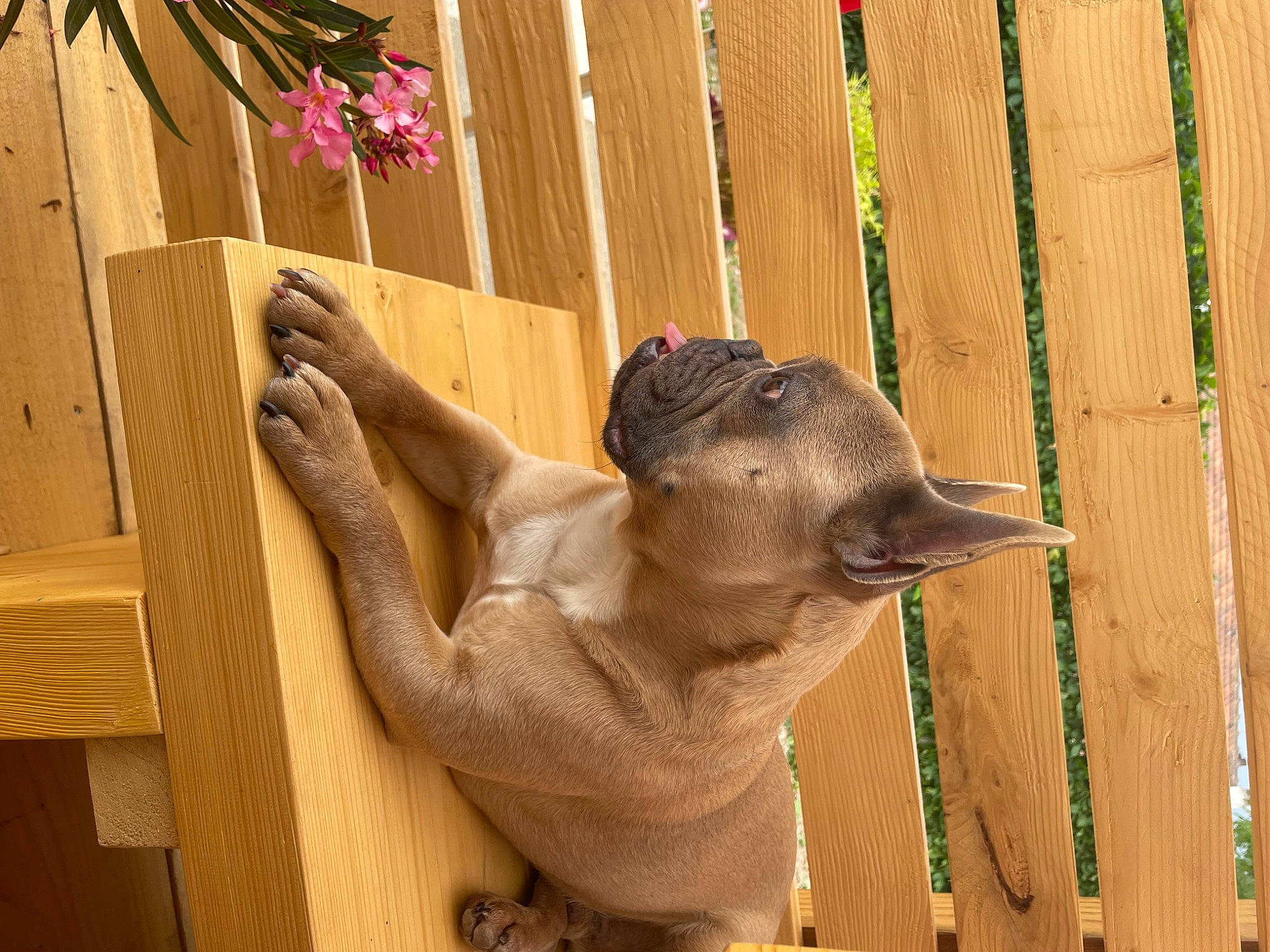 Bouba a rejoint le concours — aidez-le/la à gagner de superbes lots ! art, canidae, carnivore, cat, fawn, felidae, fence, flower, fur, hardwood, plant, sculpture, small_to_medium_sized_cats, snout, statue, tail, terrestrial_animal, whiskers, window, wood