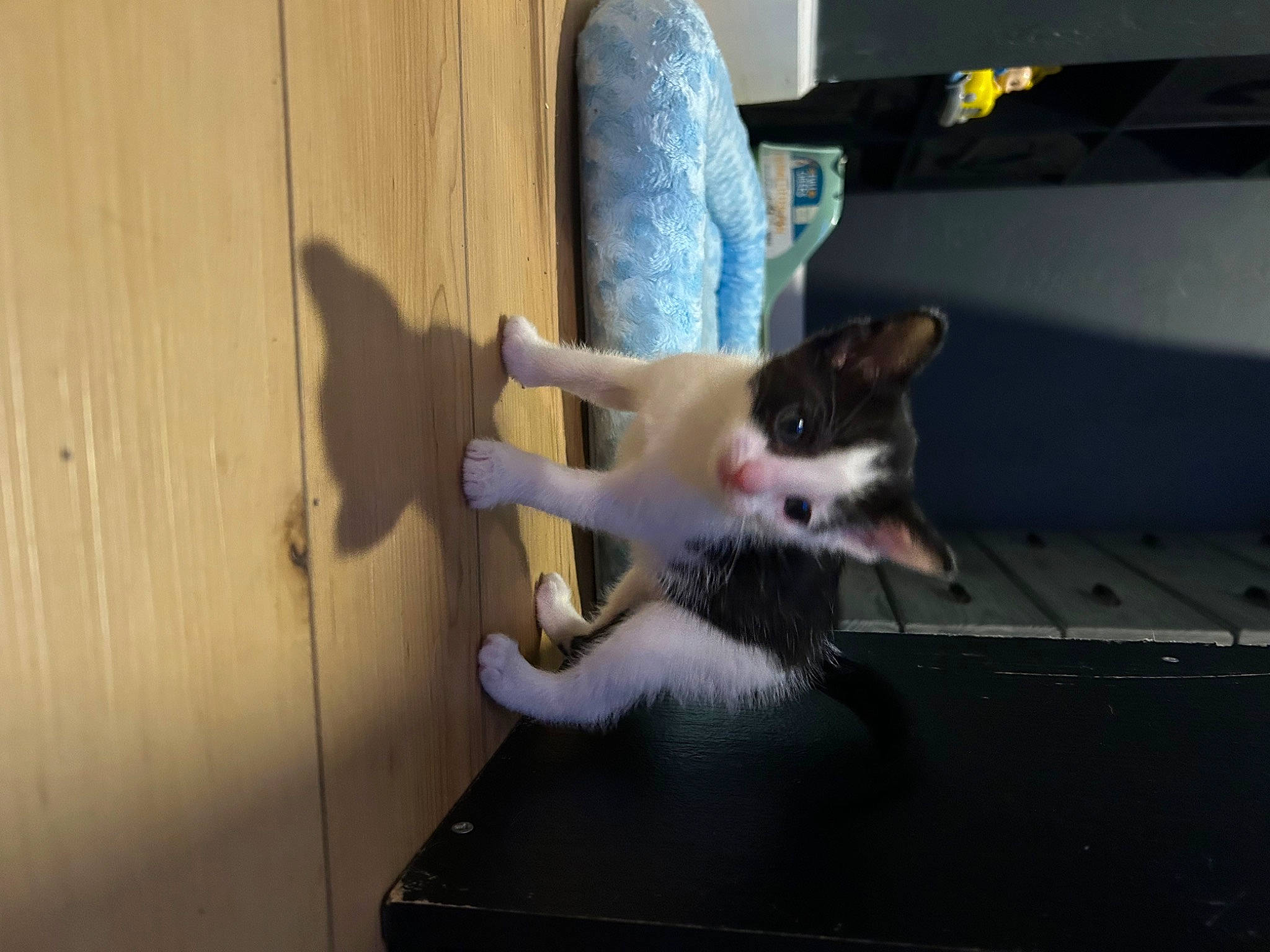 Cruella joined the competition — help win amazing prizes! canidae, carnivore, cat, companion_dog, dog_breed, domestic_short_haired_cat, felidae, flooring, fur, hardwood, paw, small_to_medium_sized_cats, sporting_group, tail, whiskers, wood