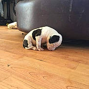Pokey joined the competition — help win amazing prizes! animal, black_and_white, brown_couch, cozy, curled_up, cute, dog, domestic, floor, home, indoor, pet, puppy, quiet, resting, sleeping, small, wooden_floor, young, young_animal