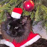 Stef Davin participe au concours pour gagner de l'argent avec cette photo : cat, black_cat, christmas_tree, christmas_lights, christmas_ornament, holiday, festive, santa_hat, santa_outfit, pet, animal, fur, indoor, decorations, relaxing, cute, holiday_season, christmas, tree_branch, greenery