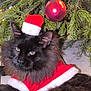 cat, black_cat, christmas_tree, christmas_lights, christmas_ornament, holiday, festive, santa_hat, santa_outfit, pet, animal, fur, indoor, decorations, relaxing, cute, holiday_season, christmas, tree_branch, greenery