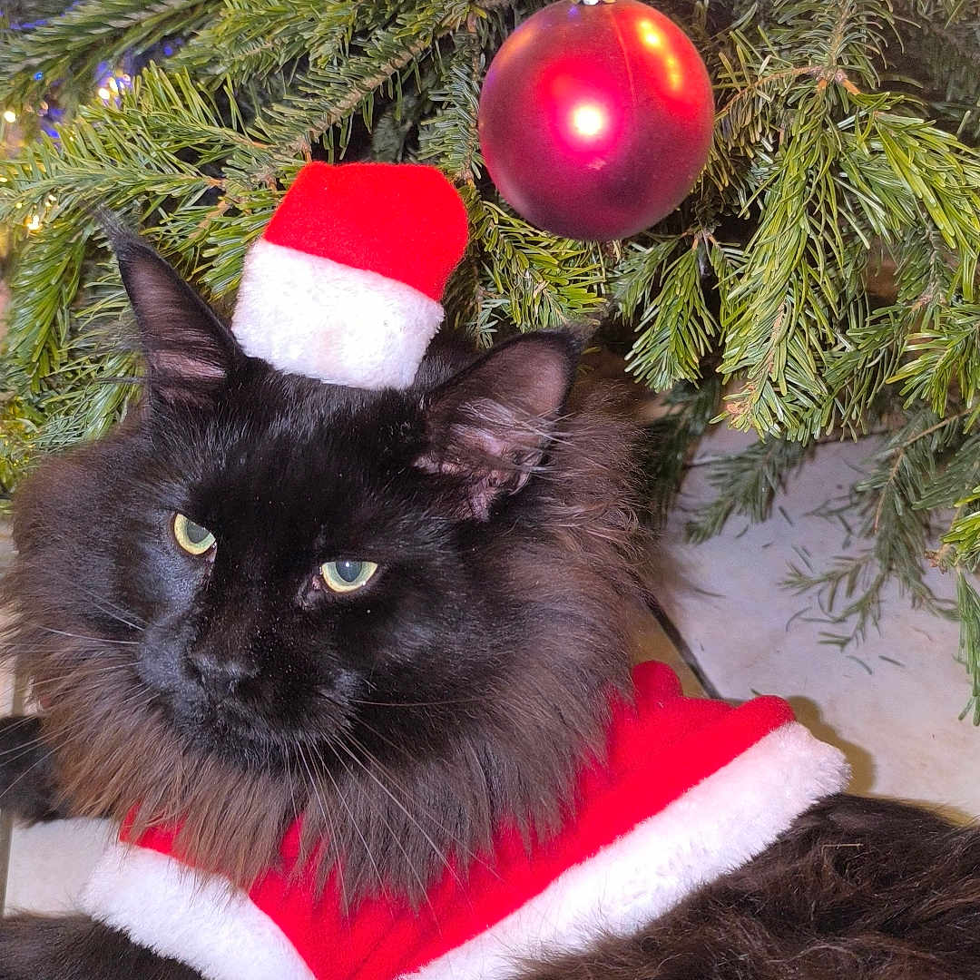 Stef Davin participe au concours pour gagner de l'argent avec cette photo : animal, black_cat, cat, christmas, christmas_lights, christmas_ornament, christmas_tree, cute, decorations, festive, fur, greenery, holiday, holiday_season, indoor, pet, relaxing, santa_hat, santa_outfit, tree_branch