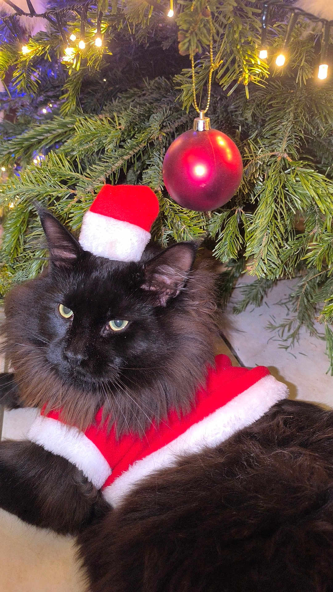Stef Davin participe au concours pour gagner de l'argent avec cette photo : cat, black_cat, christmas_tree, christmas_lights, christmas_ornament, holiday, festive, santa_hat, santa_outfit, pet, animal, fur, indoor, decorations, relaxing, cute, holiday_season, christmas, tree_branch, greenery