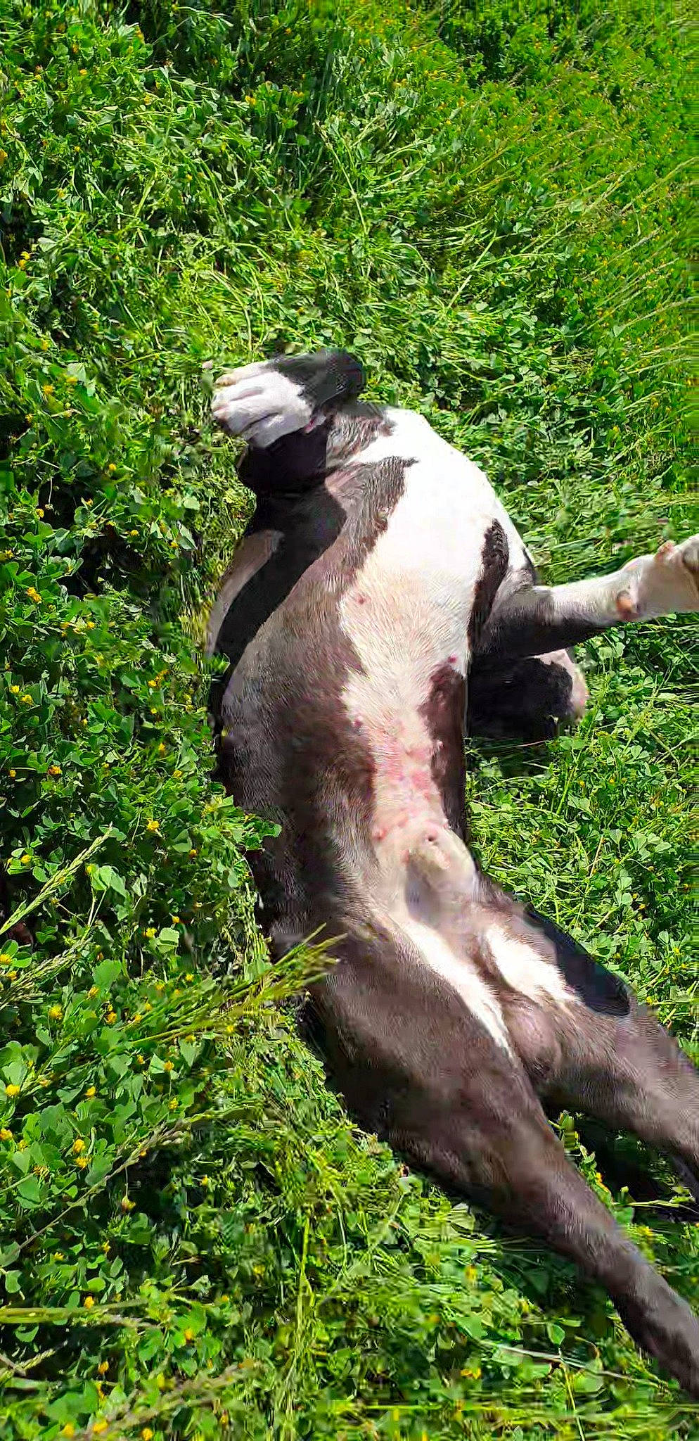 Django participe au concours pour gagner de l'argent avec cette photo : art, monument, nonbuilding_structure, sculpture, statue