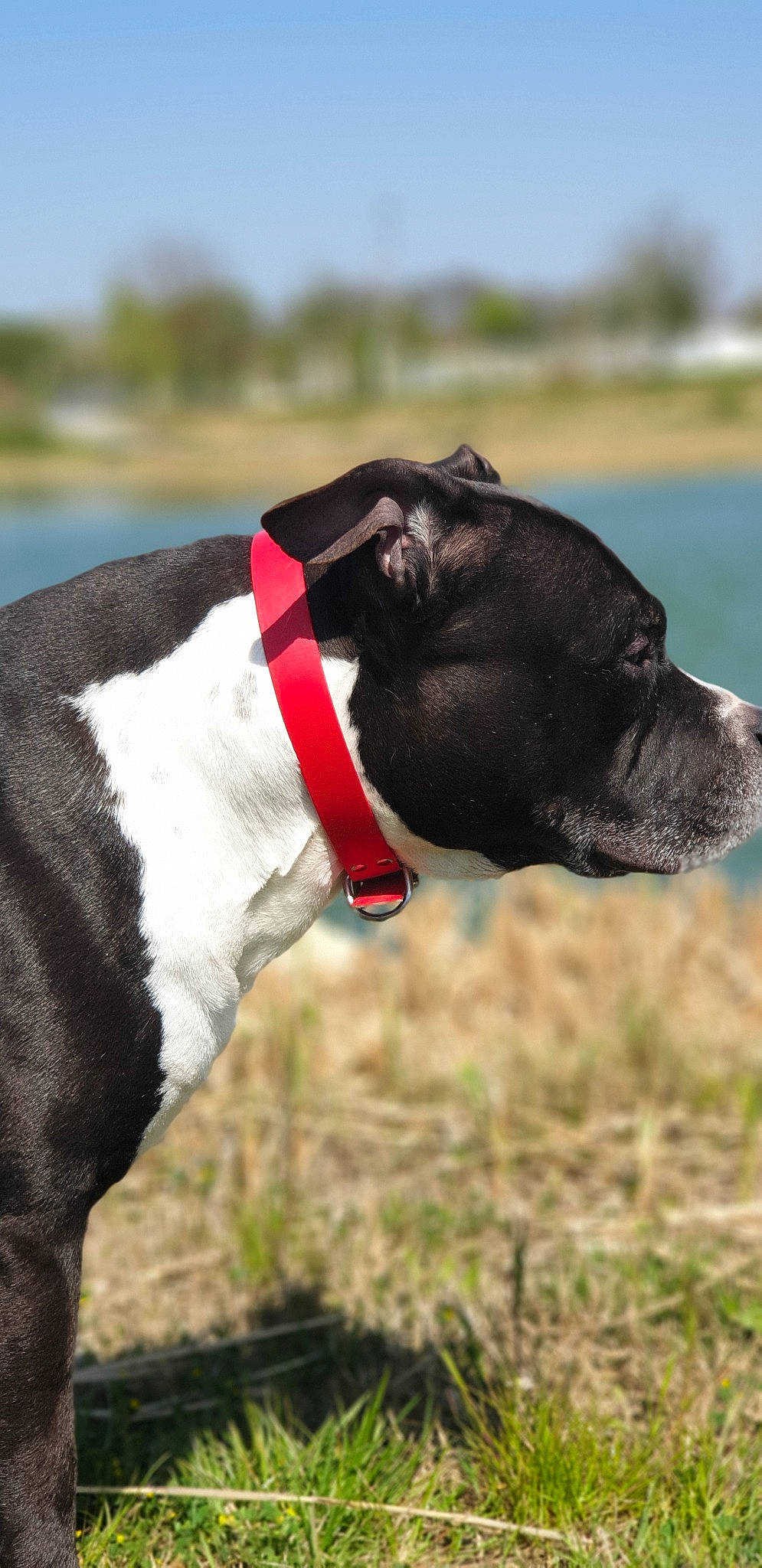 Django participe au concours pour gagner de l'argent avec cette photo : american_pit_bull_terrier, american_staffordshire_terrier, canidae, carnivore, collar, dog, dog_breed, dog_collar, hunting_dog, leash, non_sporting_group, pit_bull, snout, sporting_group, staffordshire_bull_terrier