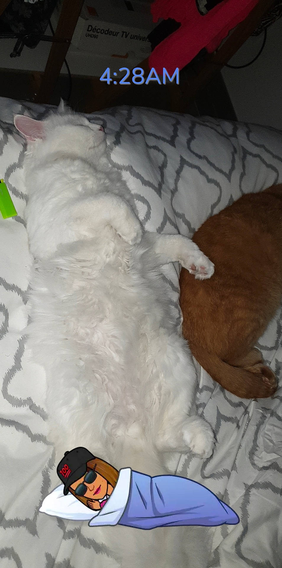 Tyson participe au concours pour gagner de l'argent avec cette photo : canidae, carnivore, companion_dog, dog, dog_breed, non_sporting_group, sporting_group, tail