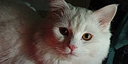 Tyson participe au concours pour gagner de l'argent avec cette photo : aegean_cat, asian_semi_longhair, british_semi_longhair, burmilla, carnivoran, cat, cat_like_mammal, domestic_long_haired_cat, domestic_short_haired_cat, european_shorthair, eye, fauna, kitten, persian, ragamuffin, small_to_medium_sized_cats, snout, turkish_angora, turkish_van, whiskers