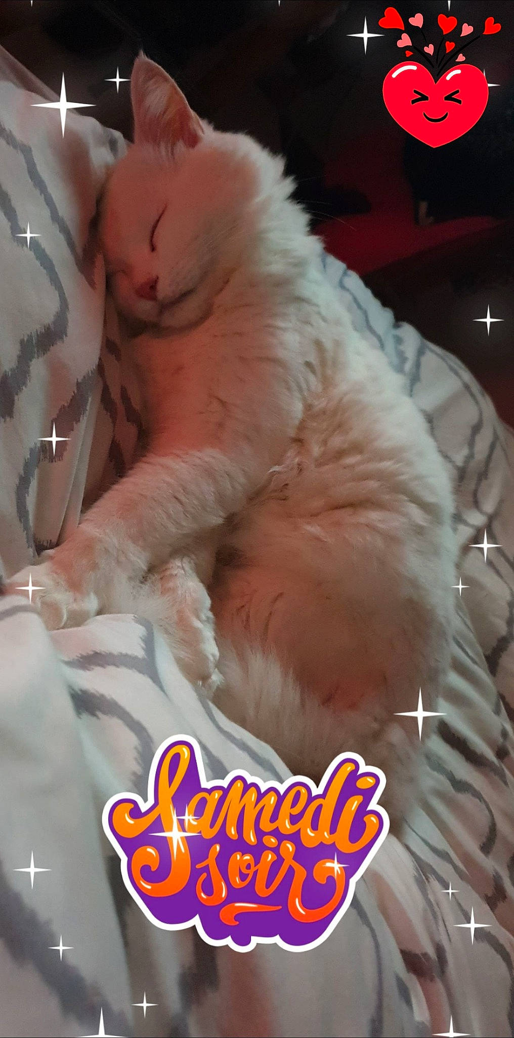 Tyson a rejoint le concours — aidez-le/la à gagner de superbes lots ! carnivore, cat, felidae, fur, paw, persian, photo_caption, small_to_medium_sized_cats, whiskers