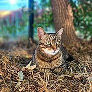 Bandit participe au concours pour gagner de l'argent avec cette photo : cat, tabby, animal, pet, outdoor, nature, tree, leaves, dry, sunlight, sunburst, fur, whiskers, eyes, relaxed, ground, wildlife, mammal, closeup, daylight