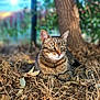 cat, tabby, animal, pet, outdoor, nature, tree, leaves, dry, sunlight, sunburst, fur, whiskers, eyes, relaxed, ground, wildlife, mammal, closeup, daylight