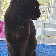 Cacaouette participe au concours pour gagner de l'argent avec cette photo : animal, birdcage, black_cat, blue_towel, cat, curious, curtains, domestic_cat, feline, fur, household, indoor, pet, profile_view, quiet, sitting, sunlight, whiskers, white_chair, window