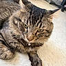 Tiny Tigger joined the competition — help win amazing prizes! cat, tabby, pet, animal, feline, close_up, whiskers, ears, floor, collar, bell, fur, indoor, relaxed, looking_down, paws, portrait, cute, domestic_animal, mammal