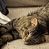 Tiny Tigger is registered to the contest to win money with this photo: cat, tabby, feline, pet, animal, resting, couch, sofa, indoor, fur, whiskers, relaxed, sleepy, closeup, texture, home, comfort, laying_down, striped, cute
