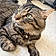 Tiny Tigger