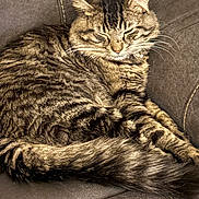 Tiny Tigger is registered to the contest to win money with this photo: cat, tabby, sleeping, feline, pet, animal, couch, furniture, indoor, cozy, resting, fur, whiskers, tail, stitched, brown, striped, cute, relaxed, domestic