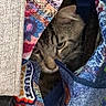 cat, tabby, fabric, colorful, patterned, texture, cozy, peeking, curious, animal, pet, whiskers, ears, face, closeup, indoor, soft, hideout, feline, cute