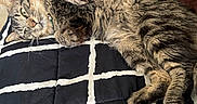 Tiny Tigger joined the competition — help win amazing prizes! cat, tabby, feline, pet, animal, fur, whiskers, paws, relaxed, bed, blanket, striped, indoor, resting, cozy, human, arm, feet, black, white