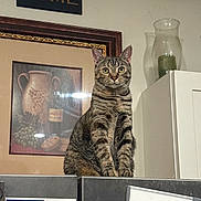 Sushi joined the competition — help win amazing prizes! cabinet, candle, cat, curious, decor, eyes, feline, fur, glass_holder, grapes, home, indoor, jug, painting, pet, rome, sign, sitting, tabby_cat, wall_art