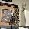 cabinet, candle, cat, curious, decor, eyes, feline, fur, glass_holder, grapes, home, indoor, jug, painting, pet, rome, sign, sitting, tabby_cat, wall_art