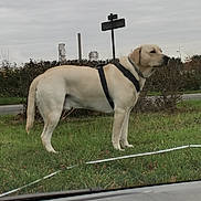 Zeus participe au concours pour gagner de l'argent avec cette photo : animal, bushes, canine, cloudy_sky, dashboard, daytime, dog, grass, harness, industrial, nature, outdoor, parked_car, pet, road, side_view, signpost, standing, vehicle_interior, windshield