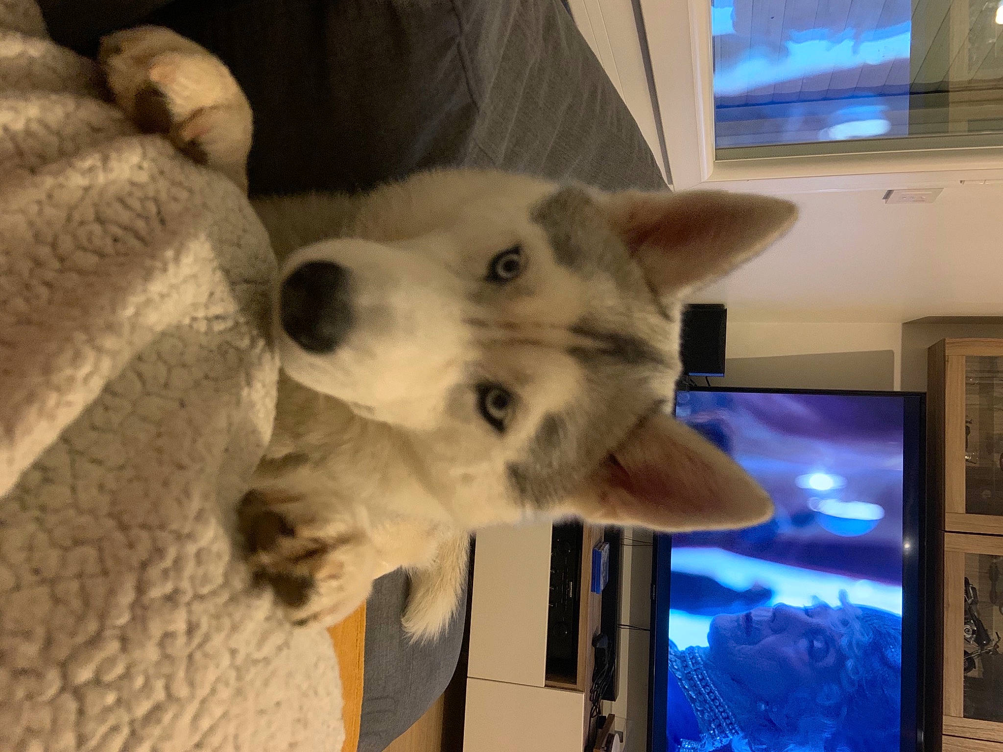 Polaire participe au concours pour gagner de l'argent avec cette photo : canidae, canis, carnivore, companion_dog, daylighting, display_device, dog, dog_breed, flat_panel_display, fur, home_appliance, led_backlit_lcd_display, picture_frame, snout, television_set, terrestrial_animal, vertebrate, whiskers, working_animal, working_dog