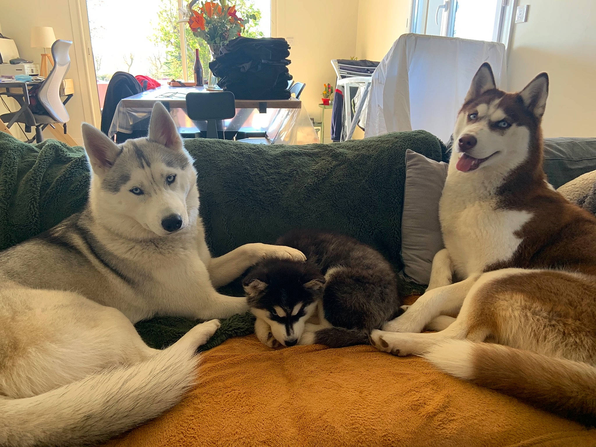 Polaire participe au concours pour gagner de l'argent avec cette photo : canidae, carnivore, comfort, couch, dog, dog_breed, flowerpot, fur, home, home_accessories, houseplant, interior_design, lamp, living_room, sled_dog, snout, sporting_group, working_animal, working_dog