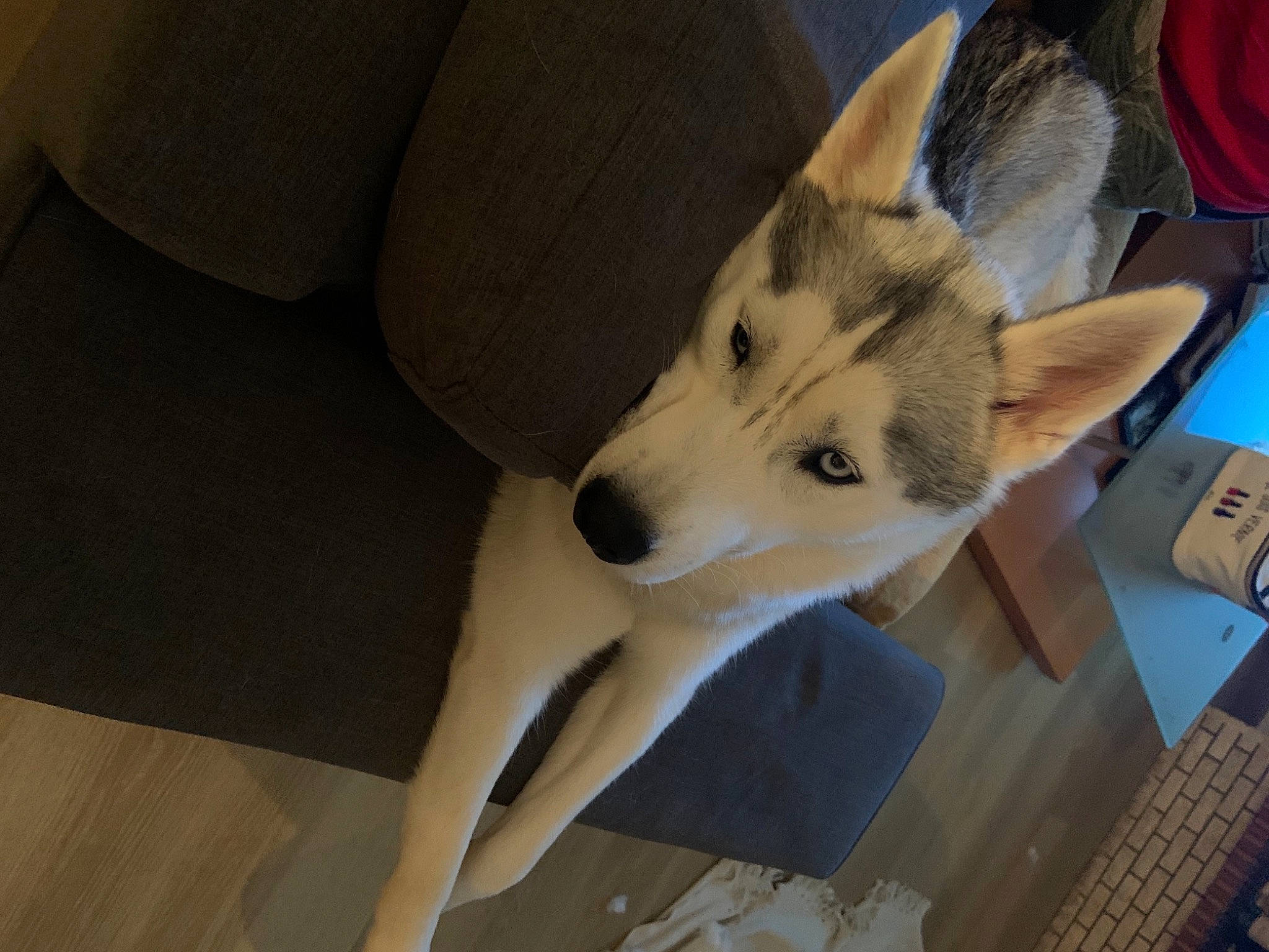 Polaire a rejoint le concours — aidez-le/la à gagner de superbes lots ! canidae, canis, carnivore, computer_hardware, computer_keyboard, dog, dog_breed, floor, fur, input_device, laminate_flooring, office_equipment, peripheral, personal_computer_hardware, sled_dog, slipcover, snout, wood_flooring, working_animal, working_dog