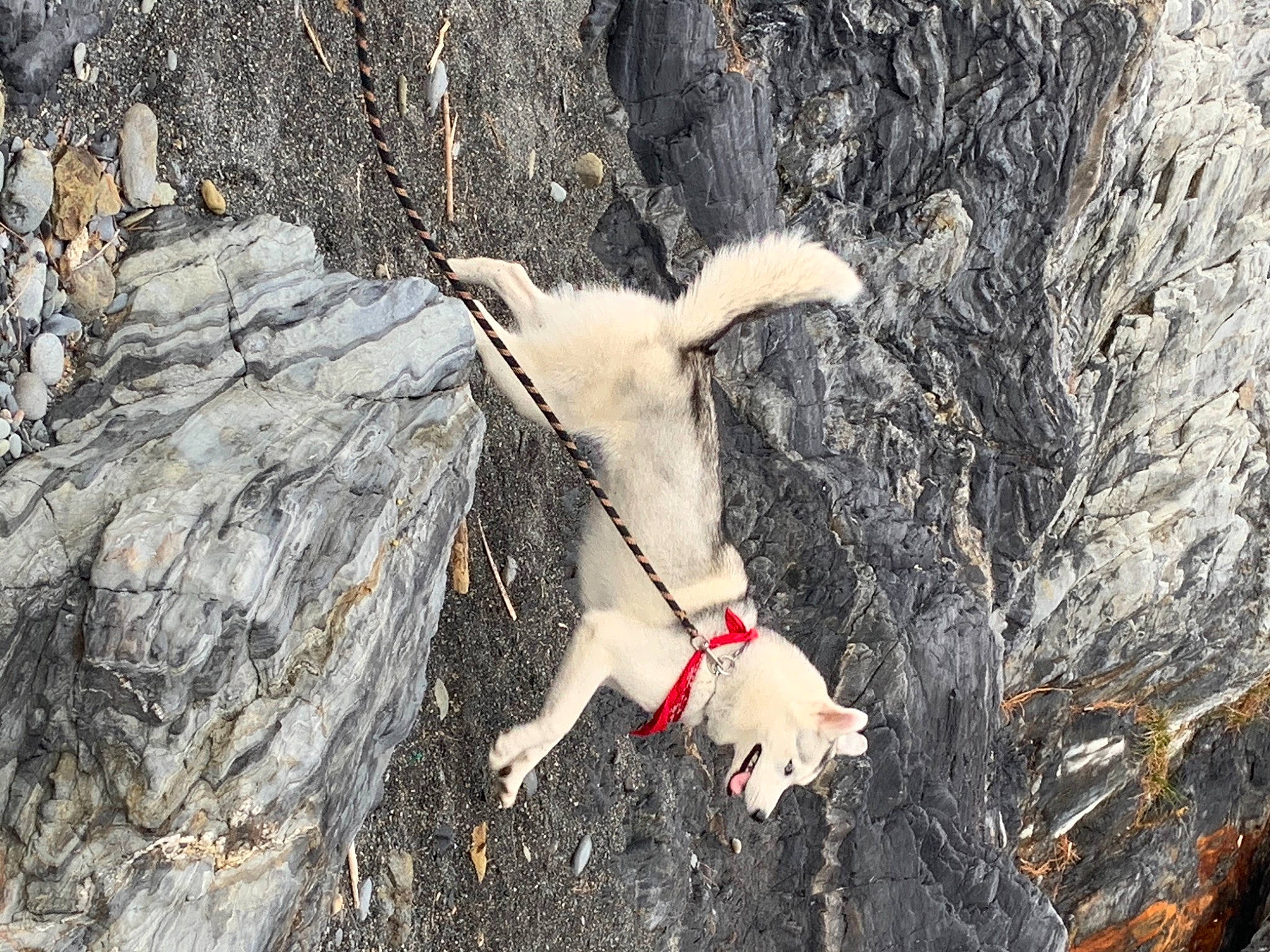 Polaire a rejoint le concours — aidez-le/la à gagner de superbes lots ! bedrock, canidae, collar, companion_dog, dog, dog_breed, dog_collar, fawn, fur, leash, natural_material, organism, outcrop, pack_animal, sporting_group, tail, terrestrial_animal, trunk, working_animal