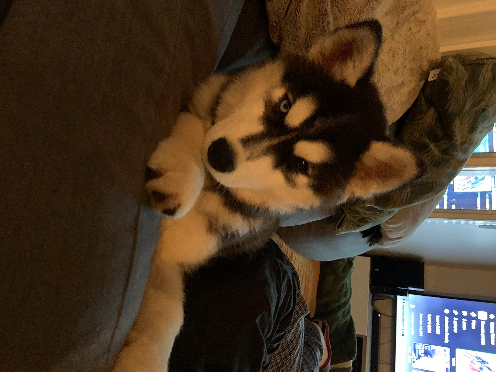 Ravage Des Rêves De Neige