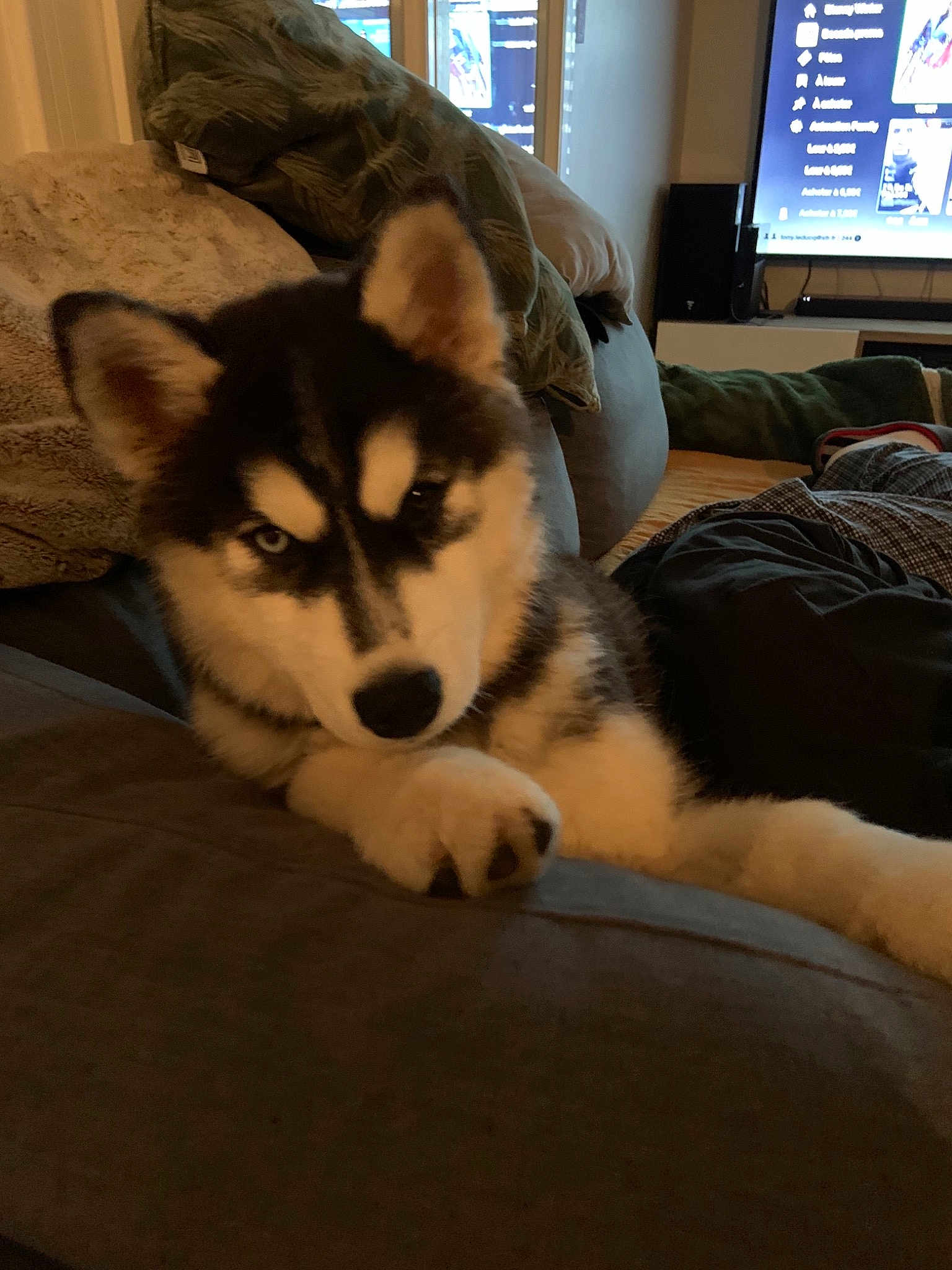 Ravage Des Rêves De Neige