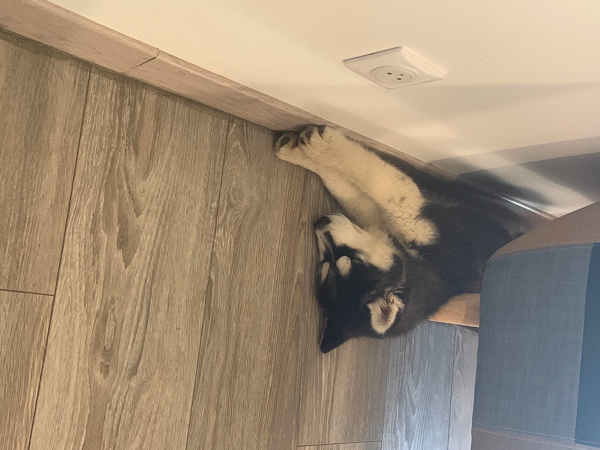 Ravage Des Rêves De Neige participe au concours pour gagner de l'argent avec cette photo : beige, carnivore, ceiling, dog_breed, fur, hardwood, plank, plywood, snout, wood_flooring, wood_stain