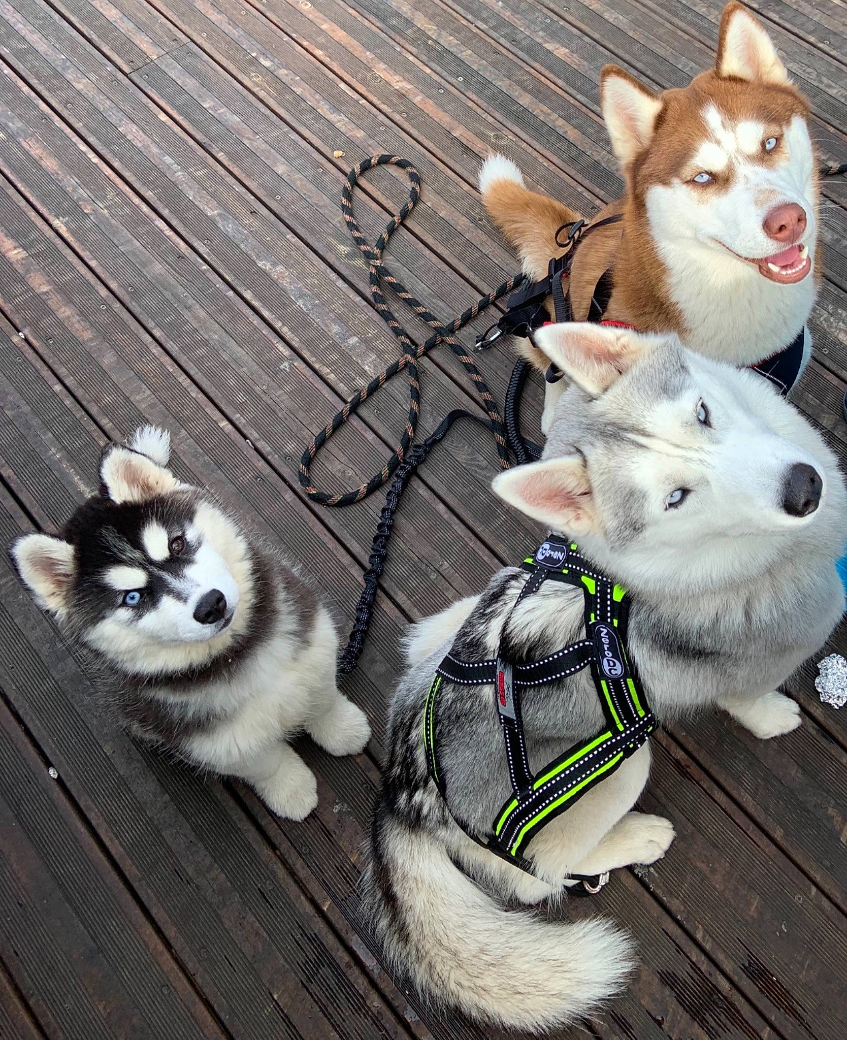 Ravage Des Rêves De Neige participe au concours pour gagner de l'argent avec cette photo : ancient_dog_breeds, canidae, carnivore, collar, companion_dog, dog, dog_breed, dog_collar, dog_supply, fur, leash, pet_supply, sled_dog, snout, sporting_group, vertebrate, working_animal, working_dog