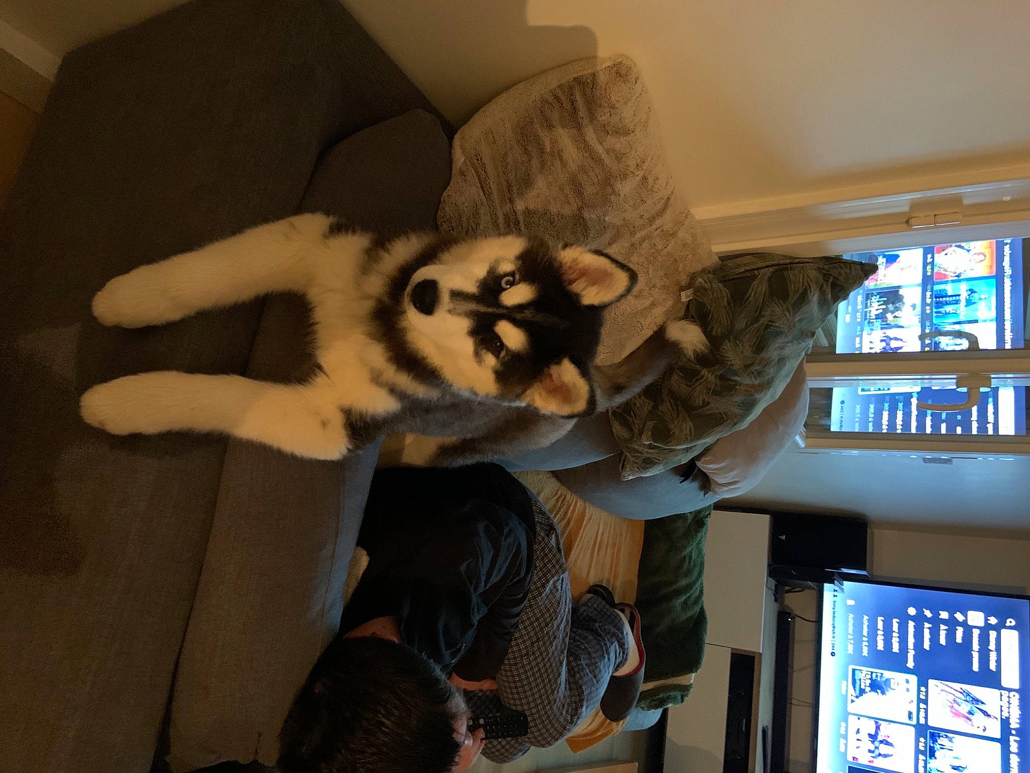 Ravage Des Rêves De Neige a rejoint le concours — aidez-le/la à gagner de superbes lots ! carnivore, comfort, computer_monitor, couch, display_device, flat_panel_display, fur, interior_design, led_backlit_lcd_display, multimedia, natural_material, picture_frame, room, shelf, shelving, small_to_medium_sized_cats, snout, television, television_set, terrestrial_animal