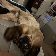 Sandy joined the competition — help win amazing prizes! cat, siamese_cat, pet, indoor, bed, furniture, bedroom, paw, big_eyes, fur, playful, close_up, portrait, relaxed, domestic, upholstery, toilet, bookshelf, shelf, blanket